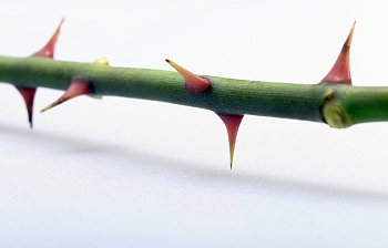 thorn