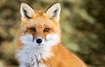 fox