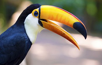 beak
