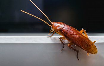 cockroach
