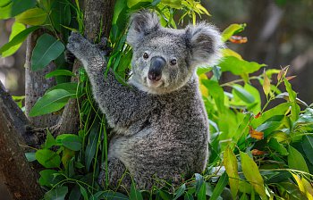 koala