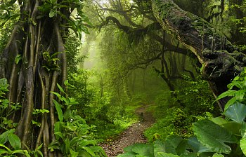 jungle
