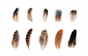 plume