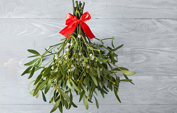 mistletoe