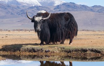 yak