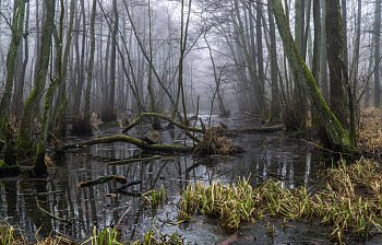 swamp