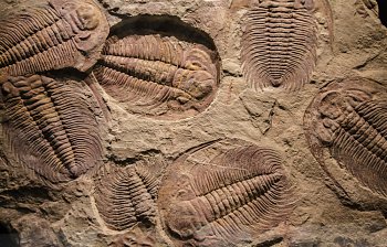 fossil