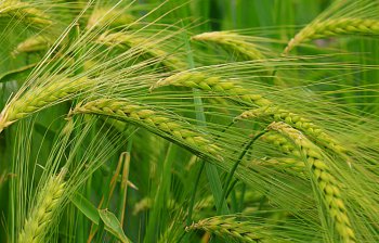 barley