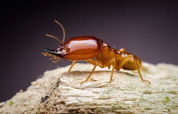 termite