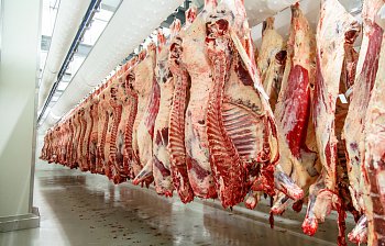 slaughterhouse