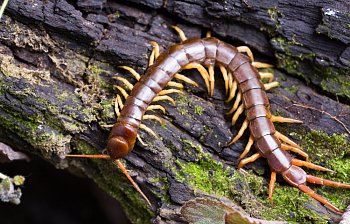 centipede