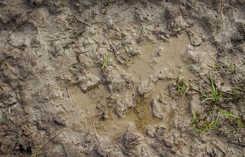 mud