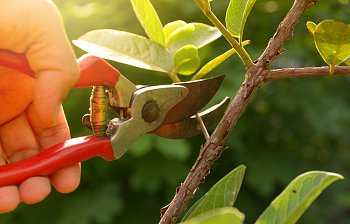 pruning shears