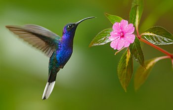 hummingbird