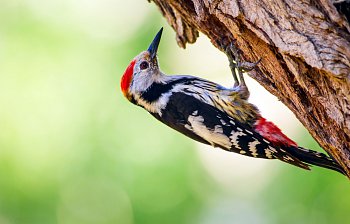 woodpecker
