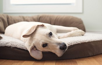 dog bed
