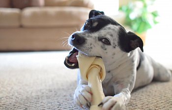 chew