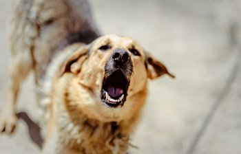 bark