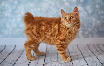 bobtail