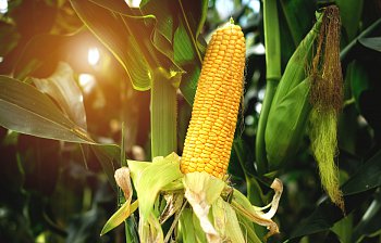 maize