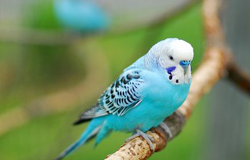 budgie