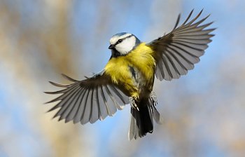wing