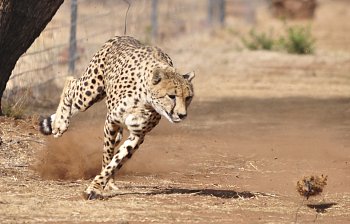 prey