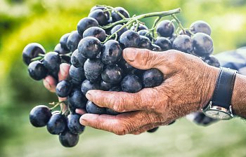 grape