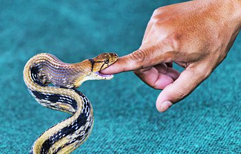 bite