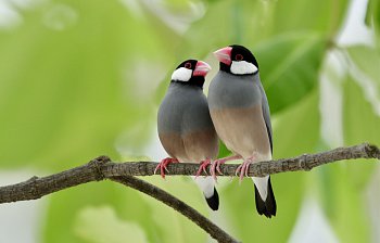 couple