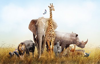 animal