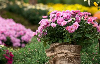 chrysanthemum