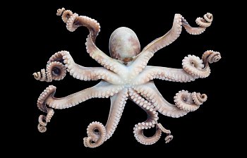 tentacle