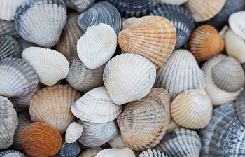 seashell