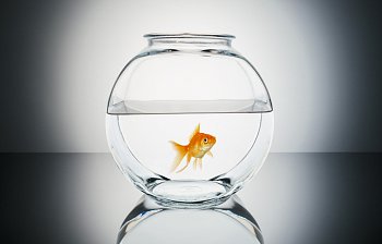 fishbowl