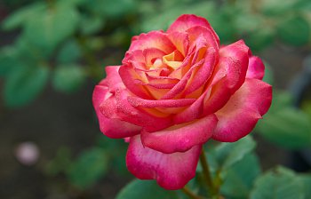 rose