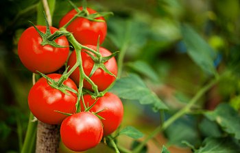 tomato