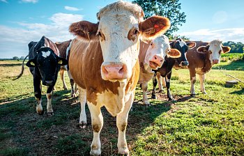 cattle