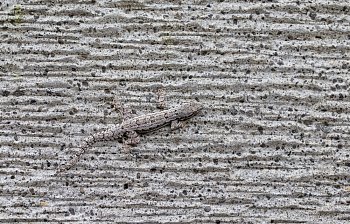 camouflage