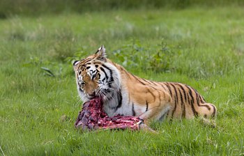 carnivore