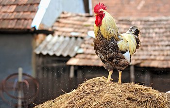 cock