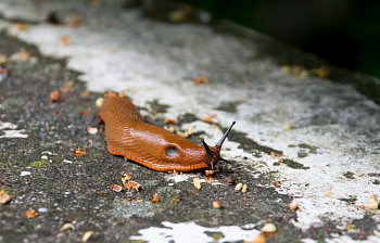 slug