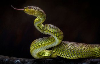 snake