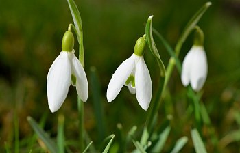 snowdrop