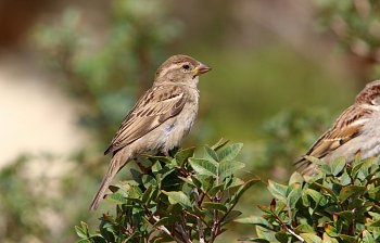 sparrow