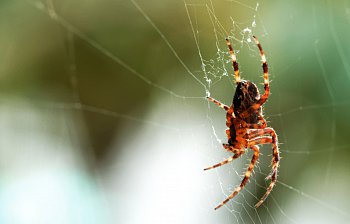 spider