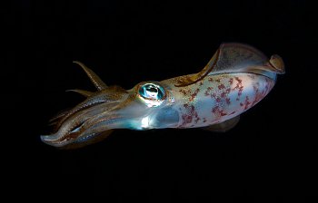 squid