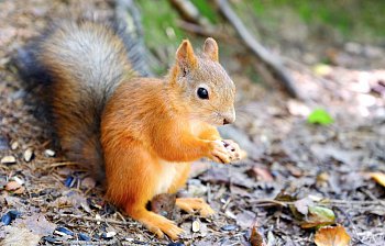 squirrel