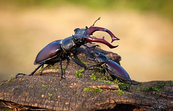 stag beetle