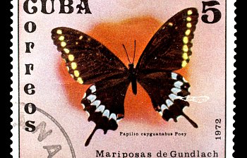 stamp